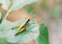 Grasshopper & Cricket Mouse Pad Z1PH7496127