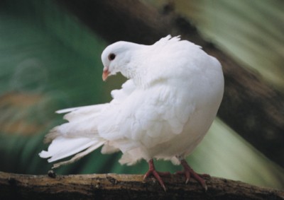 Doves & Pigeons Mouse Pad Z1PH7496448