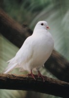 Doves & Pigeons Poster Z1PH7496839