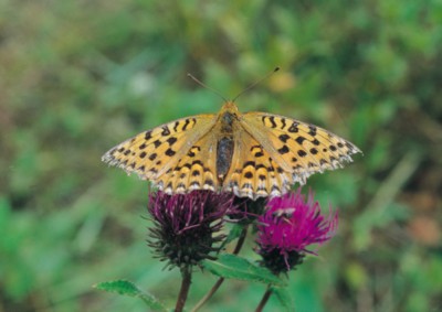 Butterfly & Moth Poster Z1PH7498016