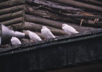 Doves & Pigeons Poster Z1PH7498318
