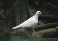 Doves & Pigeons Longsleeve T-shirt #252780