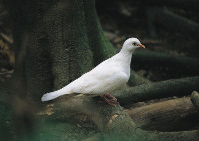 Doves & Pigeons Poster Z1PH7498623