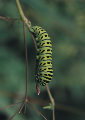 Caterpillar calendar