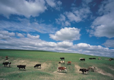 Cow & Bull Poster Z1PH7500426