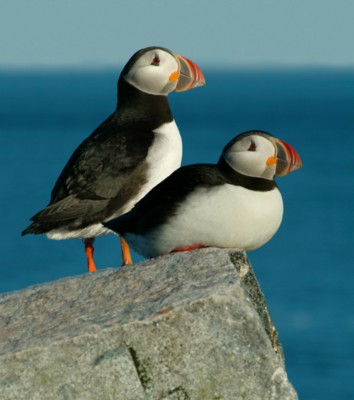 Puffins Poster Z1PH7511368