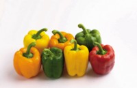 Peppers & Chiles Poster Z1PH7529203