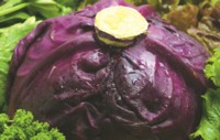 Cabbage Poster Z1PH7530393