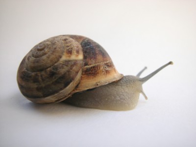 Snails mouse pad