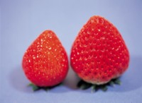 Strawberry Mouse Pad Z1PH7642999