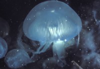Jellyfish Poster Z1PH7644425