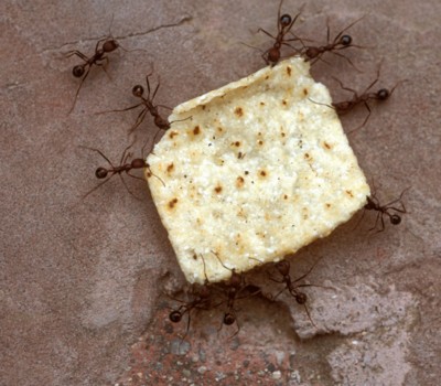 Ant poster
