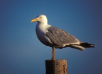 Seagull & Tern Longsleeve T-shirt #252176