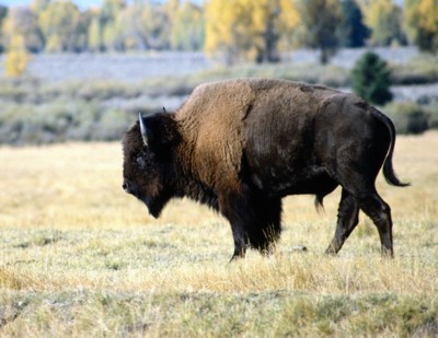 Buffalo & Bison Poster Z1PH7648975