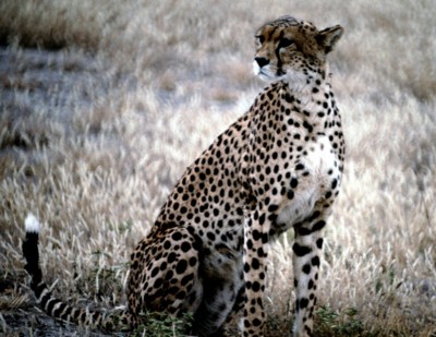 Cheetah Poster Z1PH7649094