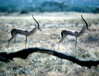 Antelope & Gazelle Longsleeve T-shirt #251660