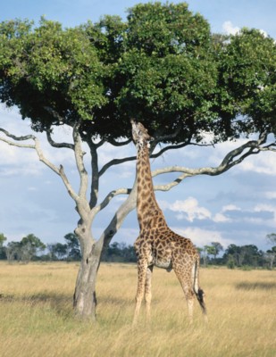 Giraffe Poster Z1PH7649846