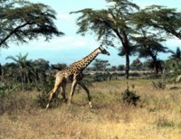 Giraffe Poster Z1PH7649880