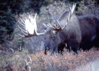 Moose & Elk Longsleeve T-shirt #252448