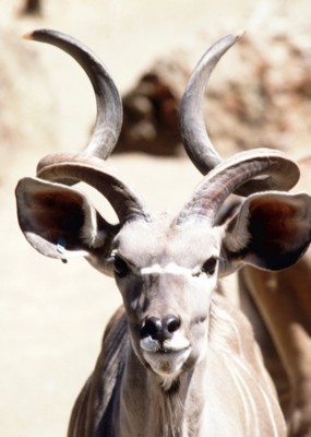 Antelope & Gazelle tote bag