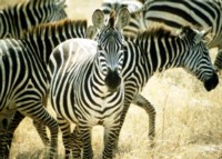 Zebra Poster Z1PH7714678