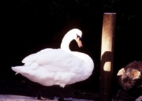 swan hoodie #251511