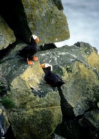 Puffins Poster Z1PH7716154