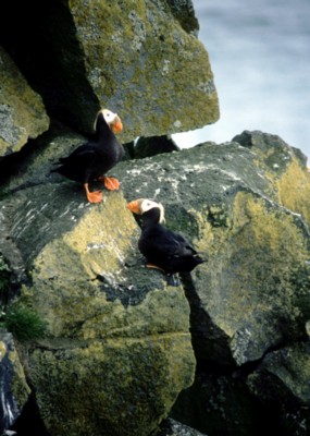 Puffins Poster Z1PH7716154