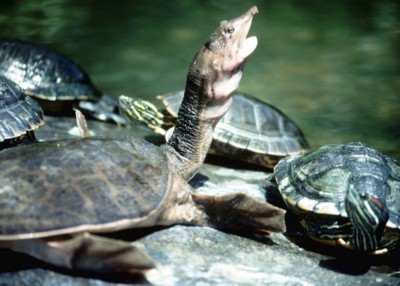 Turtle & Tortoise tote bag