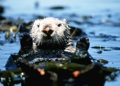 Otter calendar