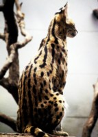 Bobcat Wildcat & Lynx hoodie #253012