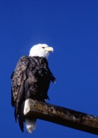 Bald Eagle Poster Z1PH7718168