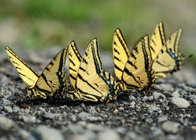 Butterfly & Moth calendar