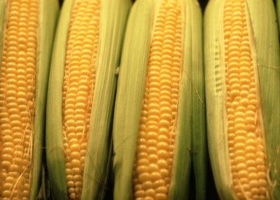 corn poster