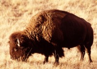 Buffalo & Bison t-shirt #Z1PH7719556