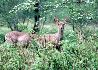 Deer calendar