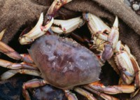 Crab Tank Top #247084