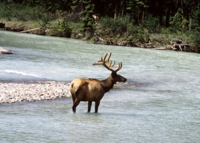 Moose & Elk poster