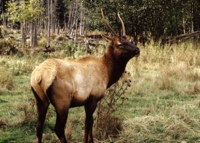 Moose & Elk calendar