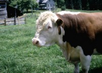 Cow & Bull t-shirt #Z1PH7720392