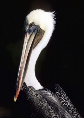 Pelican posters