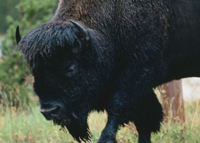 Buffalo & Bison calendar