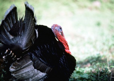 Turkey-cock poster