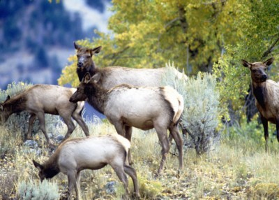 Moose & Elk calendar