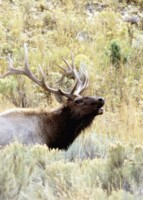 Moose & Elk hoodie #246948