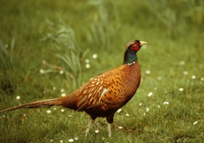 Pheasant calendar