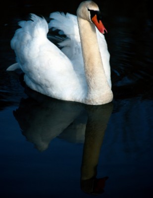 Swan Poster Z1PH7729150