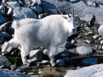 Goat poster