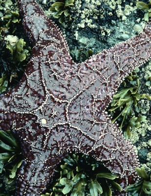 Starfish posters