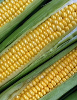 corn poster